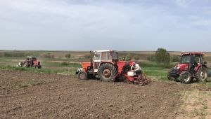 Edirne'de ayçiçek tohumları toprakla buluştu