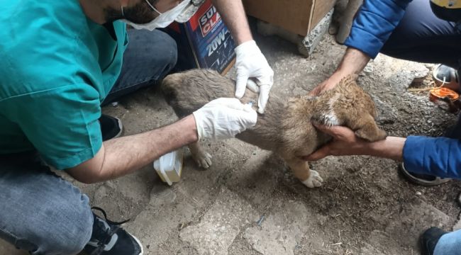 Yavru köpekleri vatandaşlar sahiplendi