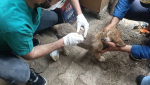 Yavru köpekleri vatandaşlar sahiplendi