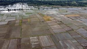 Çeltik ekim mesaisi tamamlandı