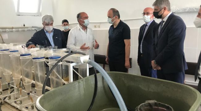 Göletler için 5 milyon balık üretilecek