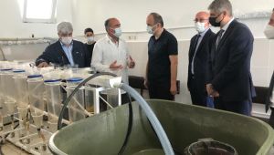 Göletler için 5 milyon balık üretilecek
