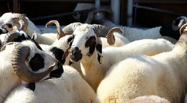 Kurbanlık canlı hayvan baskül fiyatları açıklandı