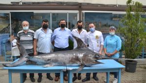 Saros Körfezi'nde yaklaşık 3 metre boyunda kılıç balığı yakalandı