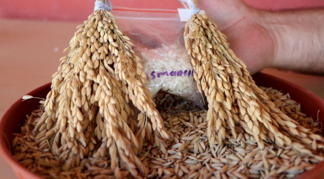 Trakya Tarımsal Araştırma Enstitüsü geliştirdiği çeltik çeşitleriyle üretime katkı sağlıyor