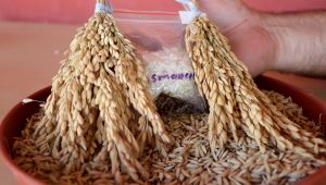 Trakya Tarımsal Araştırma Enstitüsü geliştirdiği çeltik çeşitleriyle üretime katkı sağlıyor