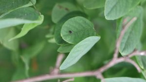‘Dantel böceğinin hastalık bulaştırdığına dair veri yok’