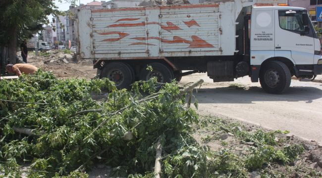 ‘Ekolojik ömrünü tamamlayan ağaçlar sökülüyor’