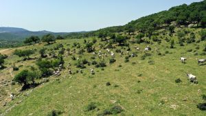 Genetiği koruma altındaki 