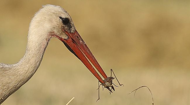 Leylekler yiyeceği tarladan çıkarıyor