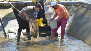 Edirne’den 13 kente 5 milyon pullu sazan gönderildi