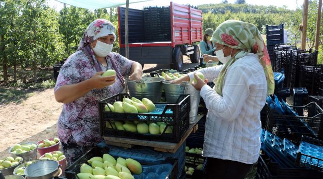 Edirne üreticisinin alternatifi ‘armut’