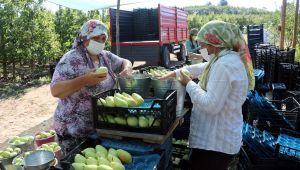 Edirne üreticisinin alternatifi ‘armut’