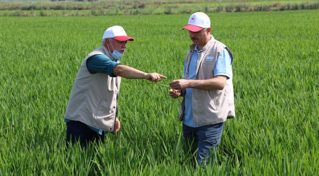 Sıcak hava gelişim dönemindeki çeltiği etkilemedi