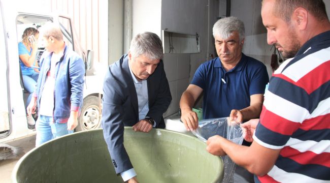 1 milyon 600 bin yavru pullu sazan göletlere
