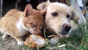 Kedi ve köpeğin dostluğu görenleri şaşırtıyor