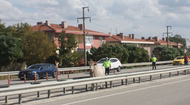 mezbahaya götürülürken kaçan inek yakalandı