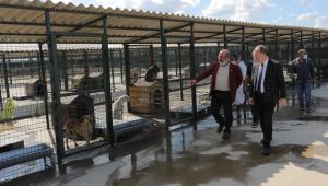 9 ayda 311 köpek ve 48 kedi sahiplendirildi