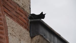 Çatıdaki kedi ancak bir hafta sonra kurtarıldı