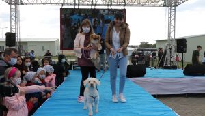 Kedi ve köpekler podyuma çıktı