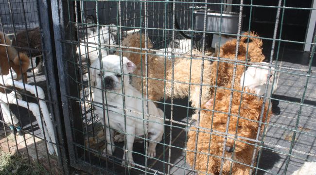 Keşan Belediyesi yavru köpeklere