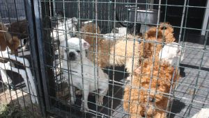 Keşan Belediyesi yavru köpeklere