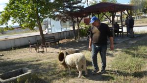 Kuzunun hem anası hem babası oldu