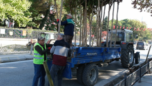 Talatpaşa asfaltına süs oya ağacı