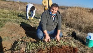 Edirne kırmızısında ilk hasat