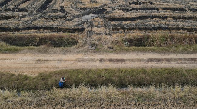 Kurbağalar Avrupa'ya ihraç ediliyor
