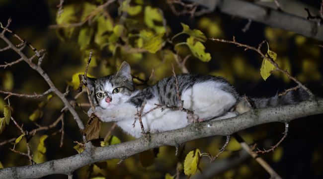 Kurtarılan kediyi mahalleli sahiplendi