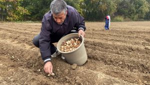Zambak üretiminin yaygınlaştırılması hedefleniyor