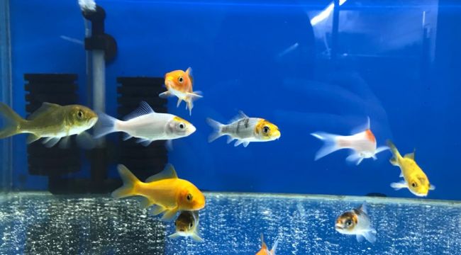 Akvaryumda tercih Japon balığı oldu