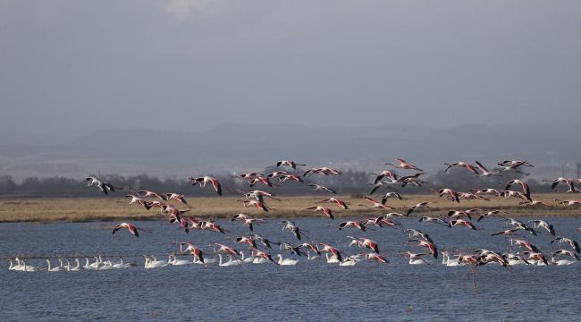 Gala Gölü Milli Parkı göçmen kuşları ağırlıyor