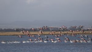 Gala Gölü Milli Parkı göçmen kuşları ağırlıyor