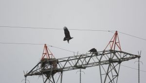 Şah kartallarının yuva alışkanlığı değişti