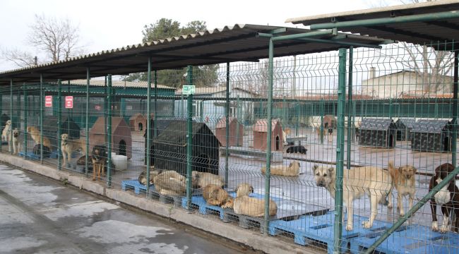 Yasaklı ırk köpek denetimleri artırılacak