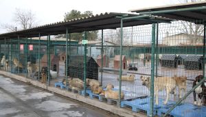 Yasaklı ırk köpek denetimleri artırılacak