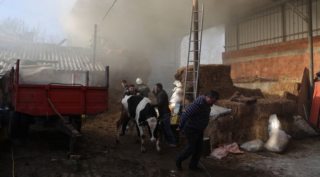 Ahırdaki hayvanlar tahliye edildi