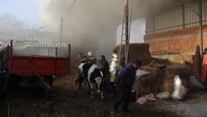 Ahırdaki hayvanlar tahliye edildi