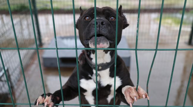 ‘Hayvan sahipleri köpeklerini sokağa bırakıyor’