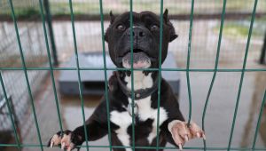 ‘Hayvan sahipleri köpeklerini sokağa bırakıyor’