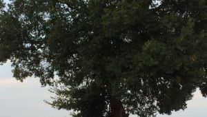 Karaağaç heybetiyle dikkat çekiyor