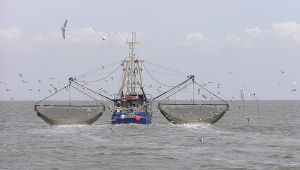 Kıyı balıkçılığı başvuruları 31 Ocak’ta