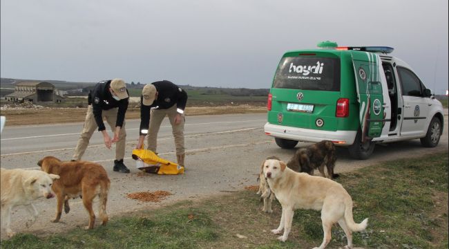 Polis ekipleri sokak hayvanlarını besledi