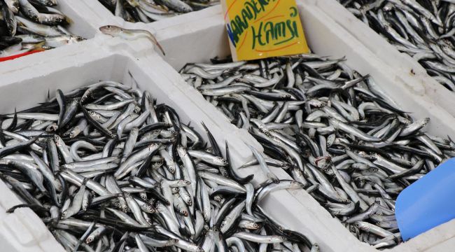 Soğuk hava balık fiyatlarını etkiledi