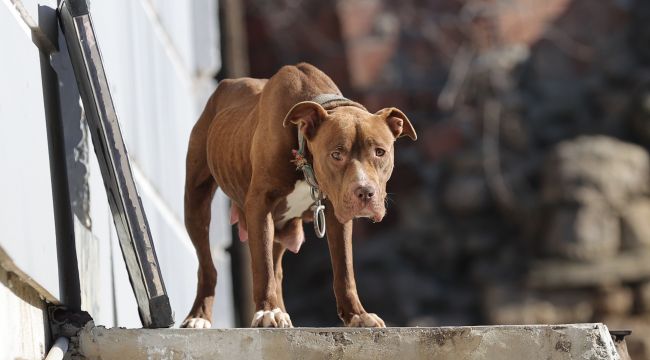Sokaktaki pitbull barınağa götürüldü