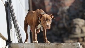 Sokaktaki pitbull barınağa götürüldü