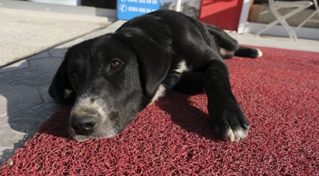 Talep üzerine Zeytin’e yeni yuva
