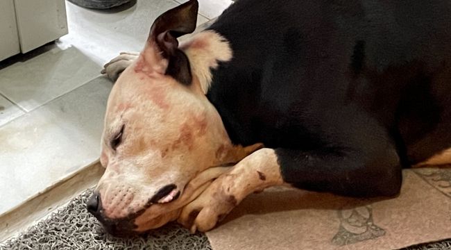 Yasaklı ırk köpek barınağa götürüldü